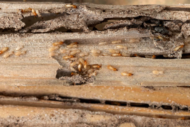 Best Commercial Pest Control Services  in Tabor City, NC